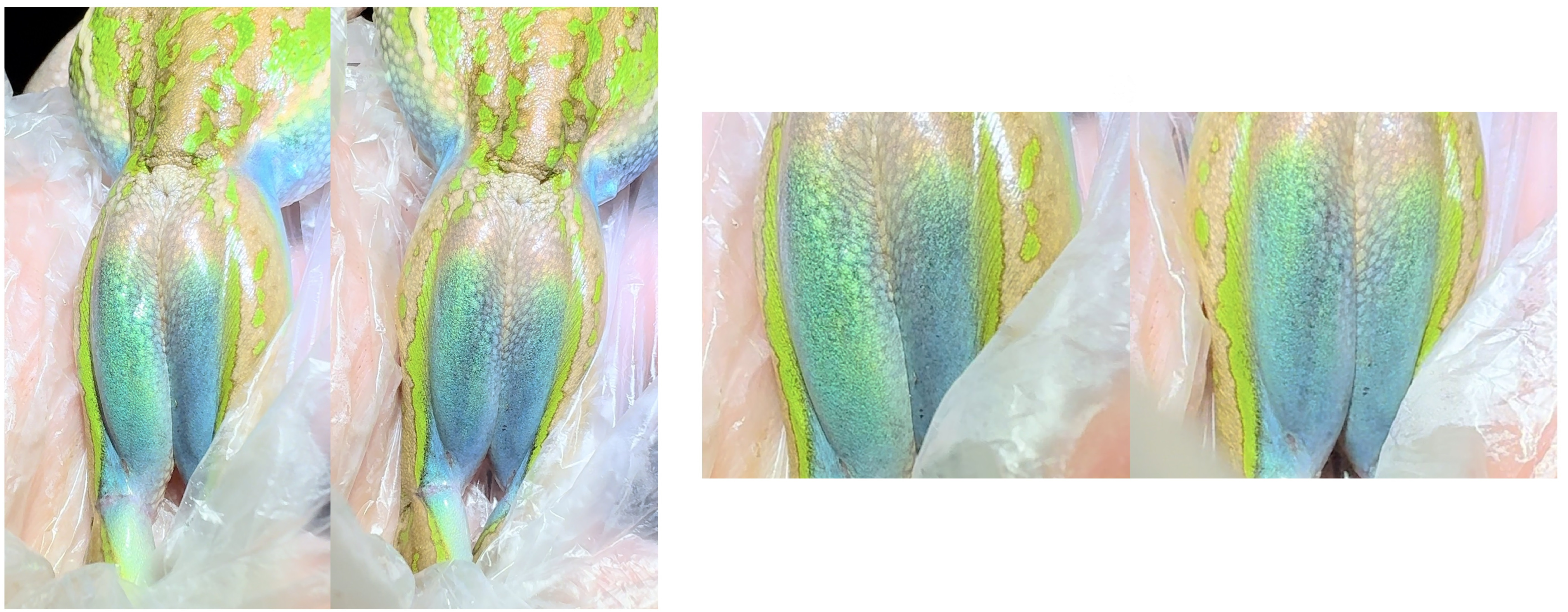 the frogs legs are lime green on the outside and turquoise green-blue on the inside, almost mermaid-like